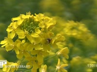 菜の花 