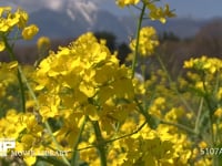 菜の花 