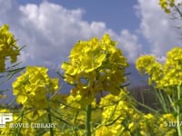 菜の花 