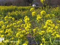 菜の花畑と甲斐駒が岳 