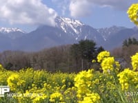 菜の花畑と甲斐駒が岳 