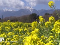 菜の花畑と甲斐駒が岳 