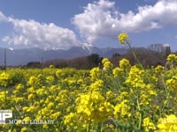 菜の花畑と甲斐駒が岳 