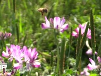 レンゲの花を訪れるミツバチ 