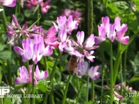 レンゲの花を訪れるミツバチ 