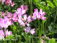 レンゲの花を訪れるミツバチ 