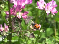 レンゲ葉上を歩くナナホシテントウ 