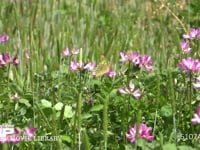 レンゲの花を訪れるモンキチョウ 