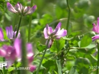 レンゲの花を訪れるミツバチ 