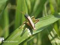 キリギリス　１齢幼虫 