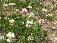 シロツメクサの花を訪れるミツバチ 