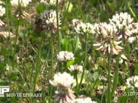 シロツメクサの花を訪れるミツバチ 