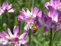 レンゲの花を訪れるミツバチ 