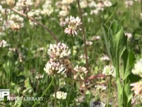 シロツメクサの花を訪れるミツバチ 