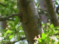 エゾハルゼミ　♀ 鳴き声は♂のエゾハルゼミ