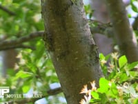 エゾハルゼミ　♀ 鳴き声は♂のエゾハルゼミ