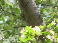 エゾハルゼミ　♀ 鳴き声は♂のエゾハルゼミ