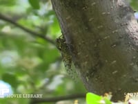 エゾハルゼミ　♀　幹を歩く 鳴き声は♂のエゾハルゼミ