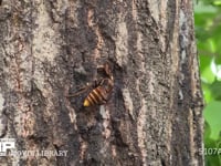 オオスズメバチ（スズメバチ） 樹液をなめる