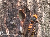 オオスズメバチ（スズメバチ） 樹液をなめる
