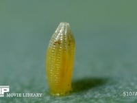 モンシロチョウ　ふ化直前の卵 卵の殻を食い始めた幼虫