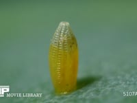 モンシロチョウ　ふ化直前の卵 卵の殻を食い始めた幼虫 ２倍速
