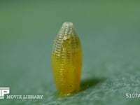 モンシロチョウ　ふ化 卵の殻を食い開ける幼虫 ３倍速