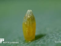 モンシロチョウ　ふ化 卵の殻を食い開ける幼虫 ３倍速