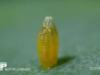 モンシロチョウ　ふ化 卵の殻を食い開ける幼虫 ３倍速