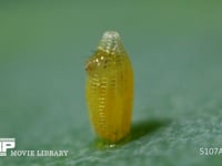 モンシロチョウ　ふ化 卵の殻を食い開ける幼虫 ３倍速