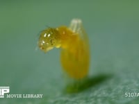 モンシロチョウ　ふ化 卵から抜け出る幼虫 ３倍速