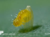 モンシロチョウ　ふ化 卵から抜け出る幼虫 ３倍速