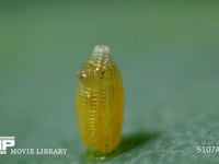 モンシロチョウ　ふ化 卵の殻を食い開ける幼虫 ３倍速