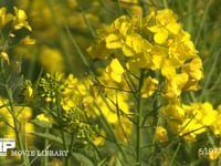 菜の花の蜜と花粉を集めるミツバチ 