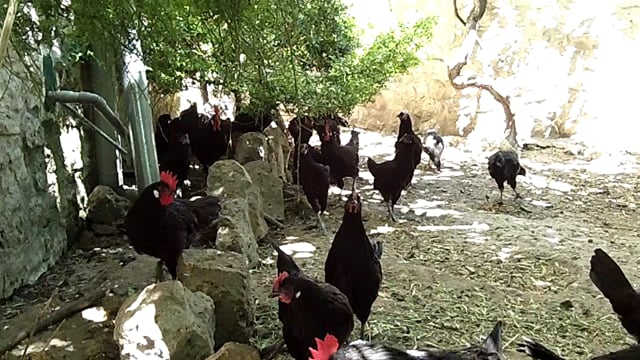 Video gallina castellana negra