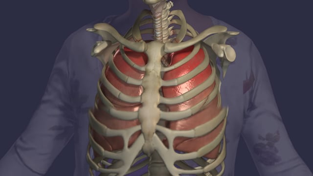 Injury Summary