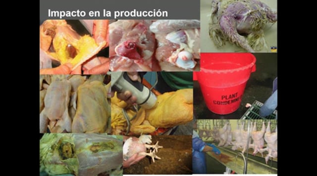 Cómo manejar el alto costo de la coccidiosis subclínica