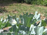 モンシロチョウ 産卵場所を求めてキャベツ上を飛ぶ♀、求愛する♂