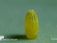 モンシロチョウ　ふ化 卵の殻を食い破る幼虫　２倍速