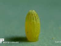 モンシロチョウ　ふ化 卵の殻を食い破る幼虫　２倍速