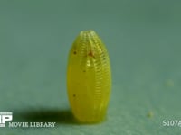 モンシロチョウ　ふ化 卵の殻を食い破る幼虫　２倍速