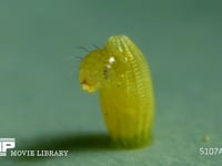 モンシロチョウ　ふ化 卵から抜け出す幼虫　２倍速