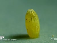 モンシロチョウ　ふ化 卵の殻を食い破る幼虫　２倍速