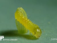 モンシロチョウ　ふ化 卵から抜け出す幼虫　２倍速
