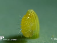 モンシロチョウ　ふ化 卵から抜け出す幼虫　２倍速