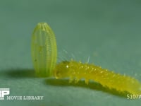 モンシロチョウ　ふ化 卵の殻を食べ始める幼虫　２倍速