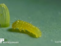 モンシロチョウ　ふ化 卵から抜け終えた幼虫、向きを変えて卵に向かう　２倍速
