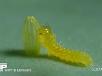 モンシロチョウ　ふ化 卵の殻を食べる幼虫　２倍速