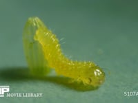 モンシロチョウ　ふ化 卵から抜け出す幼虫　５倍速