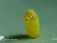 モンシロチョウ　ふ化 卵から抜け出す幼虫　５倍速